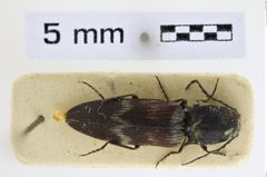 Foto (Dorsalansicht) von Diacanthous undulatus (NHMW-ZOO-COL-0008943)